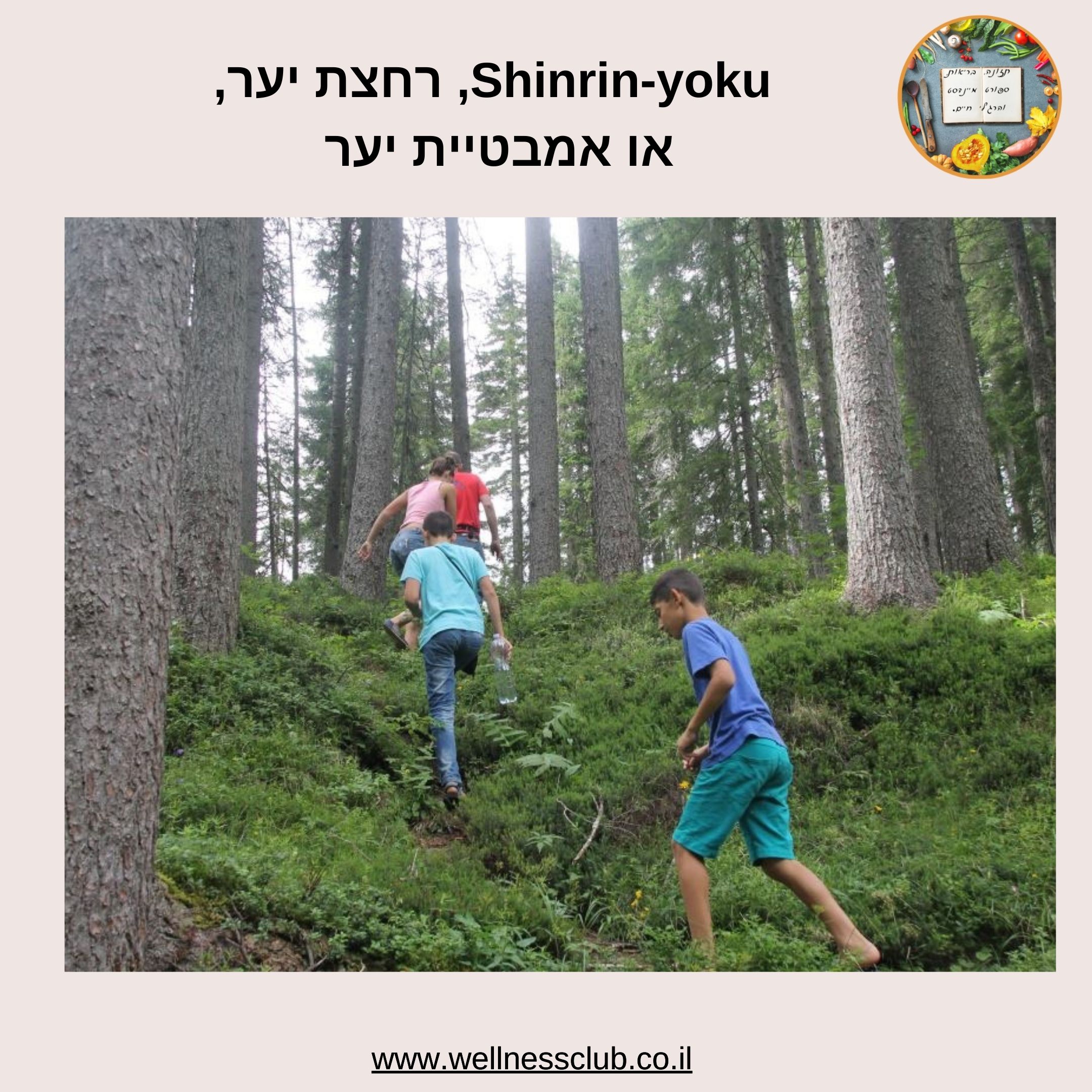 אמבטיית יער, טיול רחצה ביער, 森林療法 Shinrin-yoku
