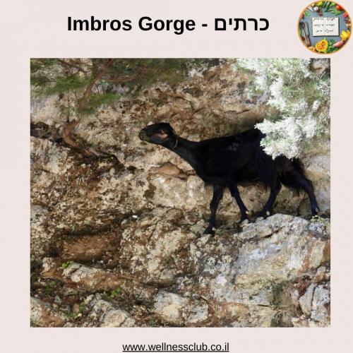 יון, Imbros Gorge- כרתים (3)