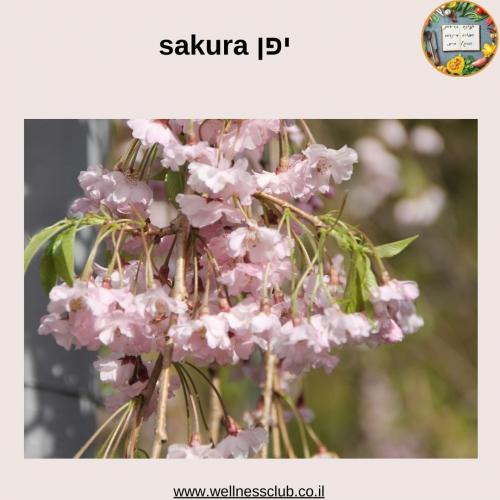 יפן sakura (4)